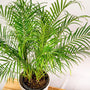 tropical and elegant Date Palm