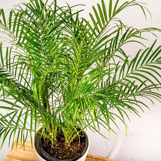 tropical and elegant Date Palm