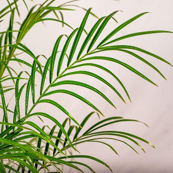 Distinctive palm foliage of the Date Palm Tree house plant