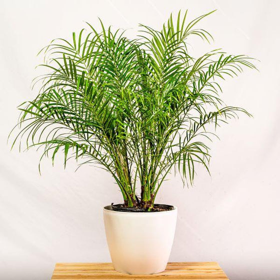 beautiful Date Palm in white pot