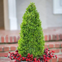 stunning pyramidal american boxwood