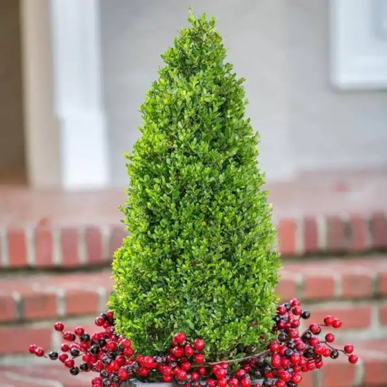 stunning pyramidal american boxwood