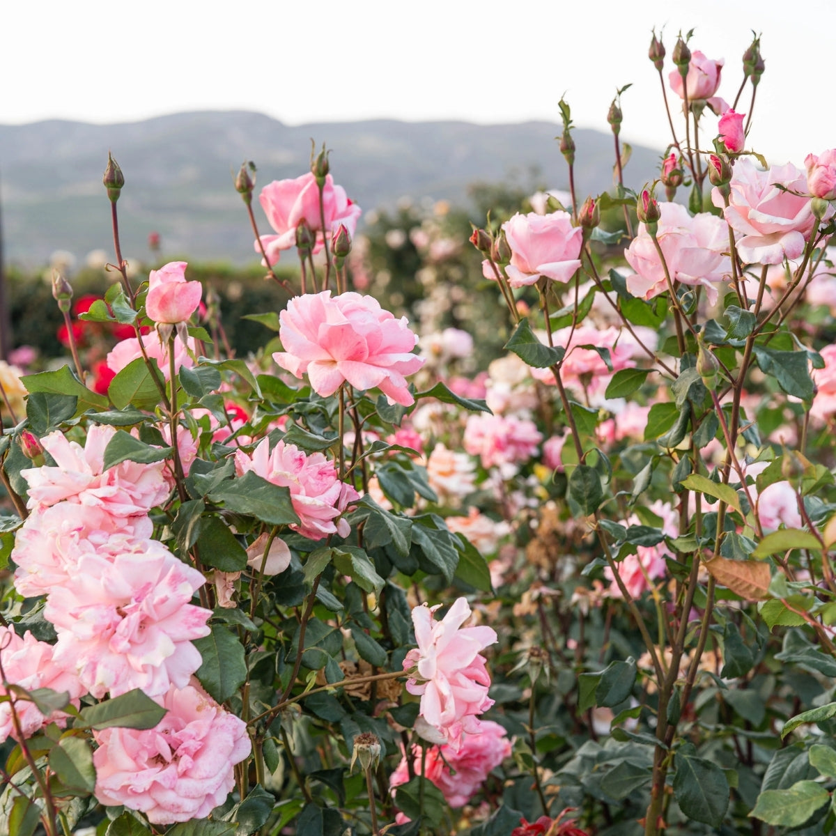 Queen Elizabeth Rose