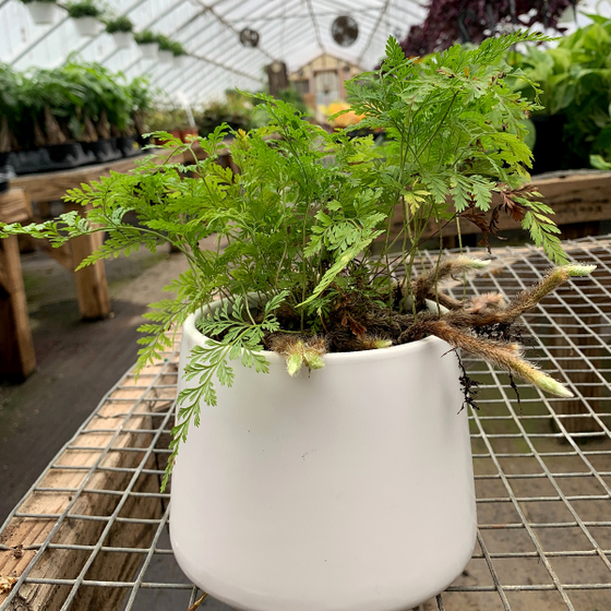 Close up of a potted Rabbit's Foot Fern with rhizomes resembling rabbit fur