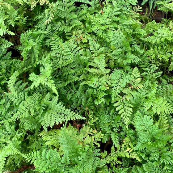 Close up of Rabbit's Foot Fern bright green leaves