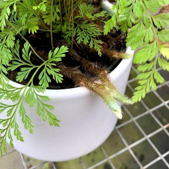 Rabbit Foot Fern with fuzzy rhizomes in a green nursery pot