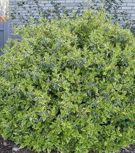 Radiance Abelia