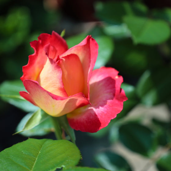 close up view of unique yellow to red flowers on rainbow sorbet floribunda rose tree