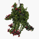 Flowering Rasta Lipstick Plant
