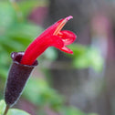 Close up of Rasta Lipstick houseplant