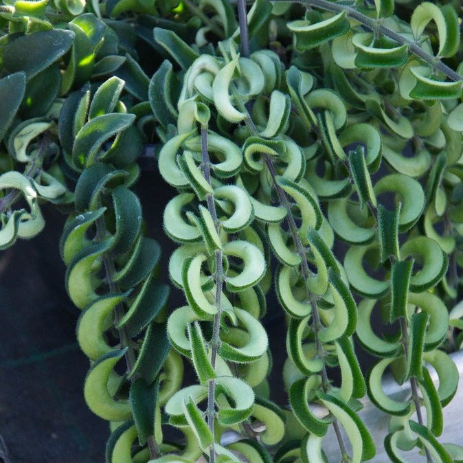 lipstick plant succulent Rasta Lipstick Plants