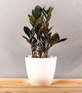 Raven ZZ Plant