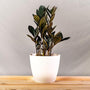 Raven ZZ in white pot