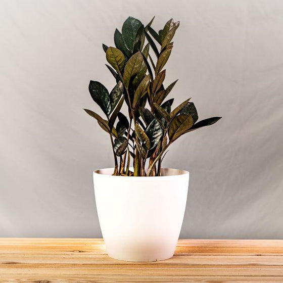 Raven ZZ in white pot