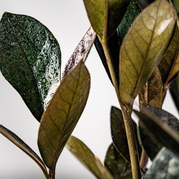 brown leaves zz plant Raven ZZ Plant