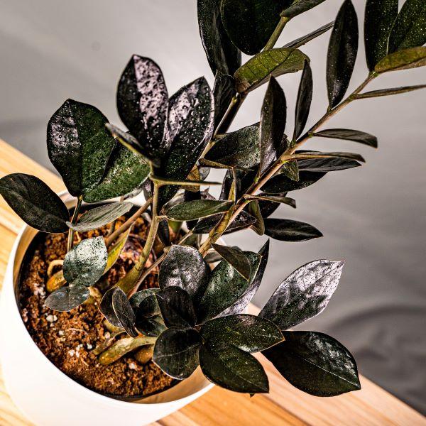 care for raven zz plant Raven ZZ Plant