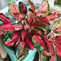 red aglaonema has bright red and green glossy leaves