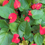 Red Anthurium Plants beautiful red heart shaped flowers and dark green leaves