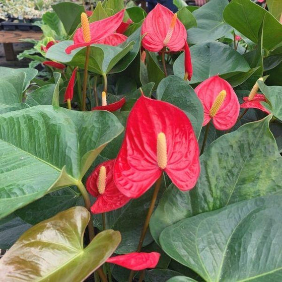 bright red anthurium altered leaf surrounding a yellow flower