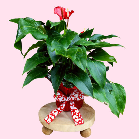 valentines plant red anthurium
