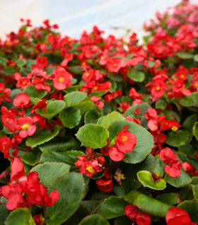 Red Begonia