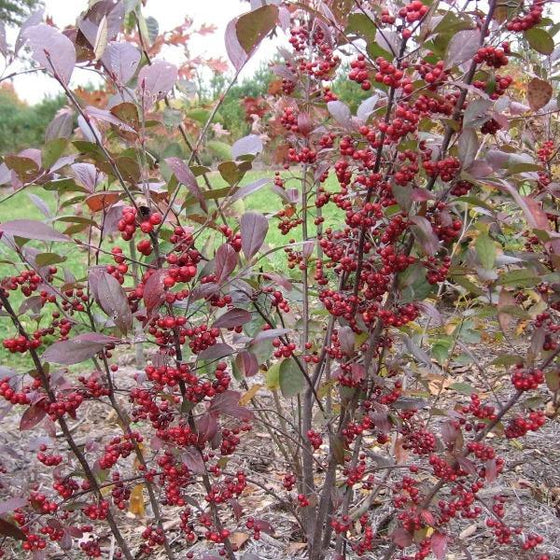red chokeberry shrubs have bright red fall berries