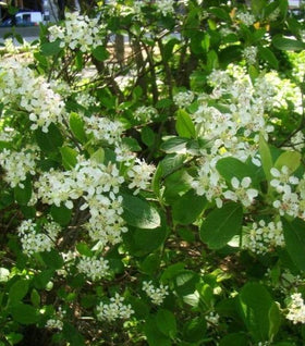 Red Chokeberry