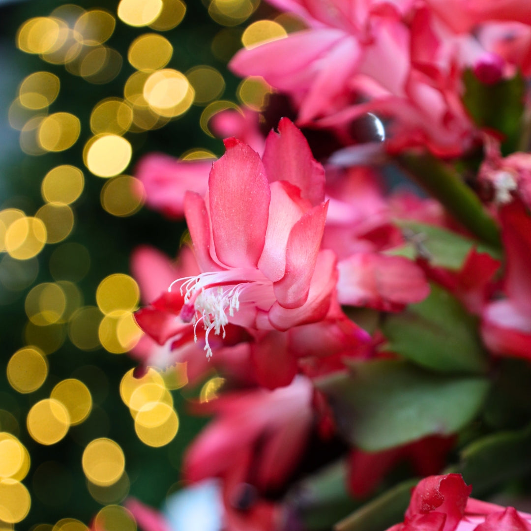 live plant christmas / thanksgiving cactus schlumbergera succulent red flower Red Christmas Cactus Plants for Sale