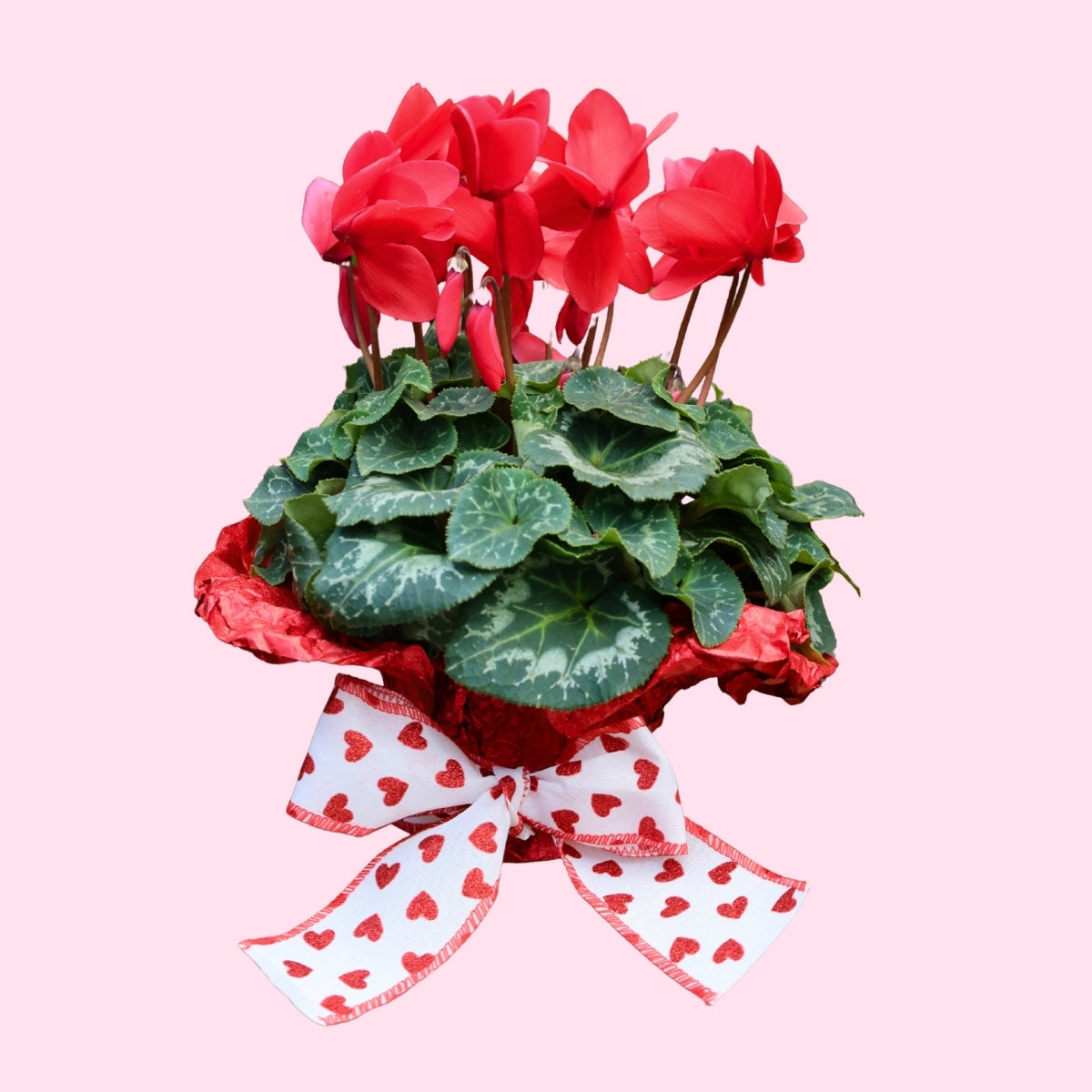 indoor cyclamen plants for sale Red Cyclamen