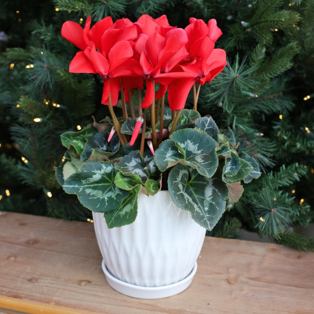 indoor cyclamen plants for sale Red Cyclamen