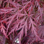 Red Dragon weeping Japanese maple tree elegant dissected foliage
