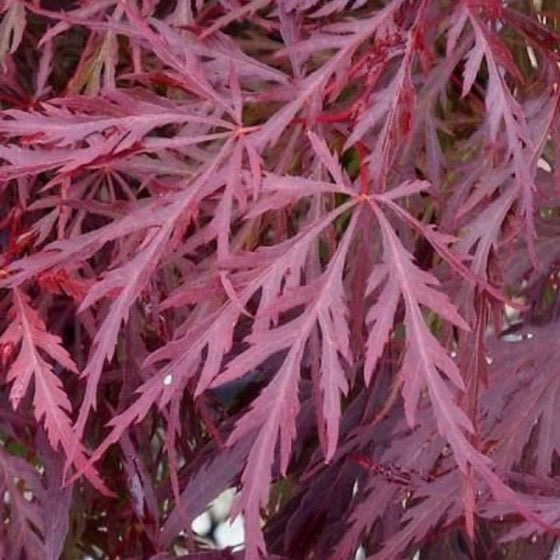 Red Dragon weeping Japanese maple tree elegant dissected foliage