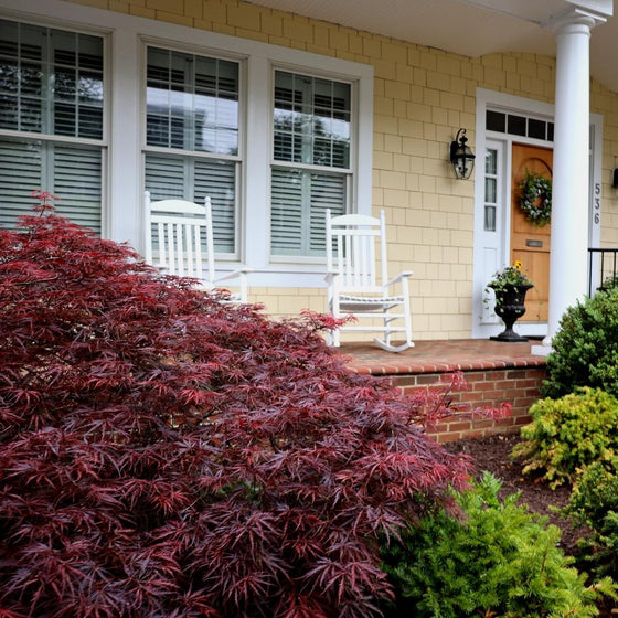 red dragon japanese maple in spring