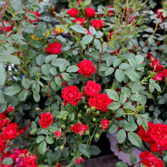 red drift rose blooming