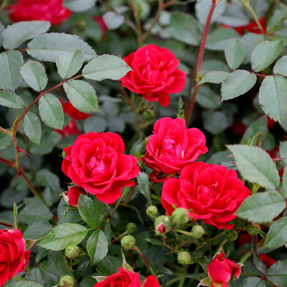 close up of red drift rose blooms