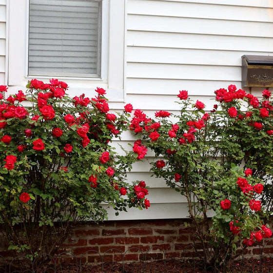 red drift rose in the landscape