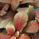A close up view of Red Fittonia Plants beautiful red and green foliage