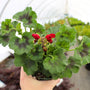 red geranium buds