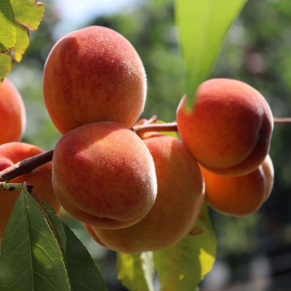 Dwarf Red Haven Peach Trees for Sale