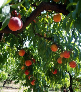 Red Haven Peach Tree