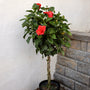 tropical hibiscus shrubs have vivid red blooms and are great patio plants