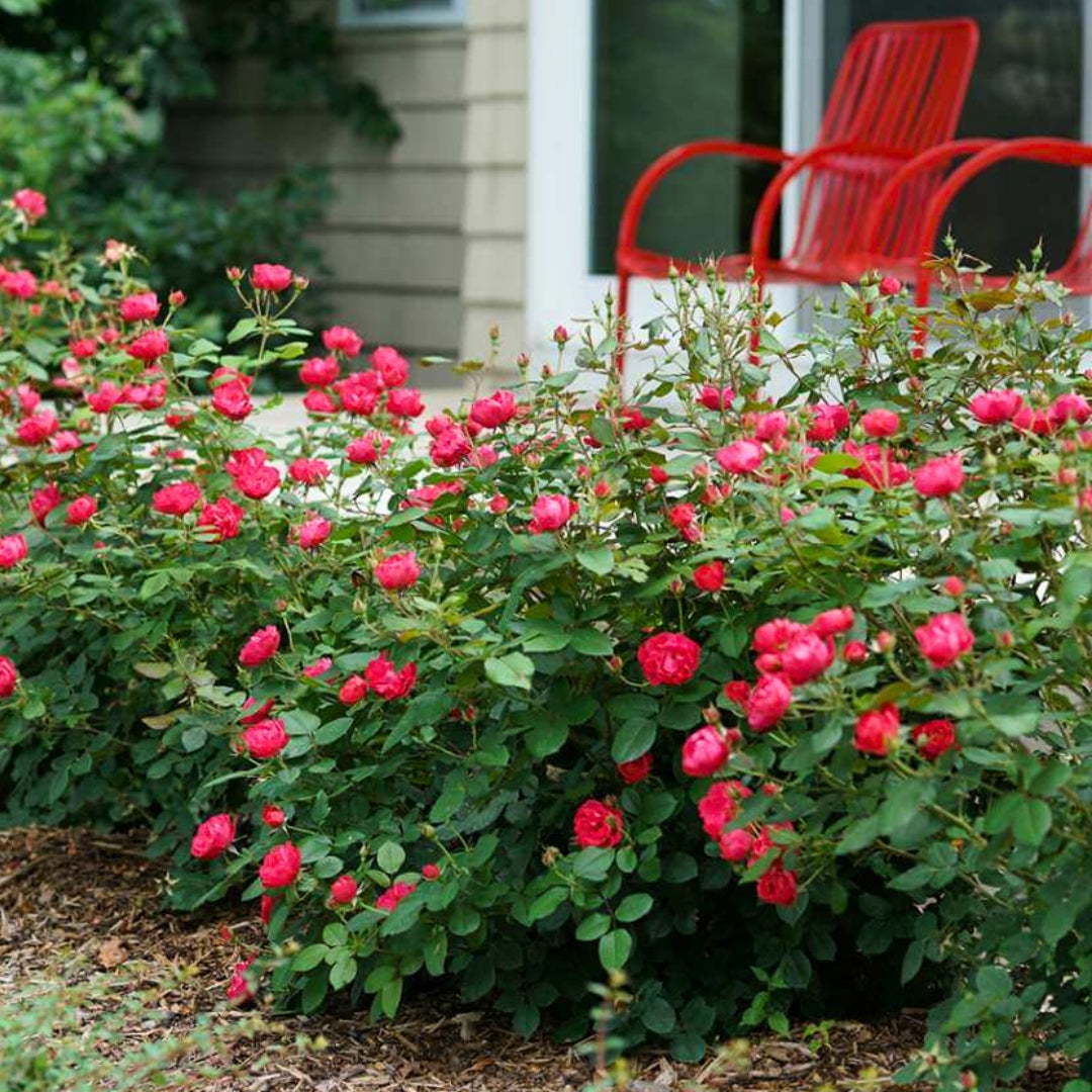 Red Knock Out® Rose for Sale | Cherry-Red Blooms, Easy Care