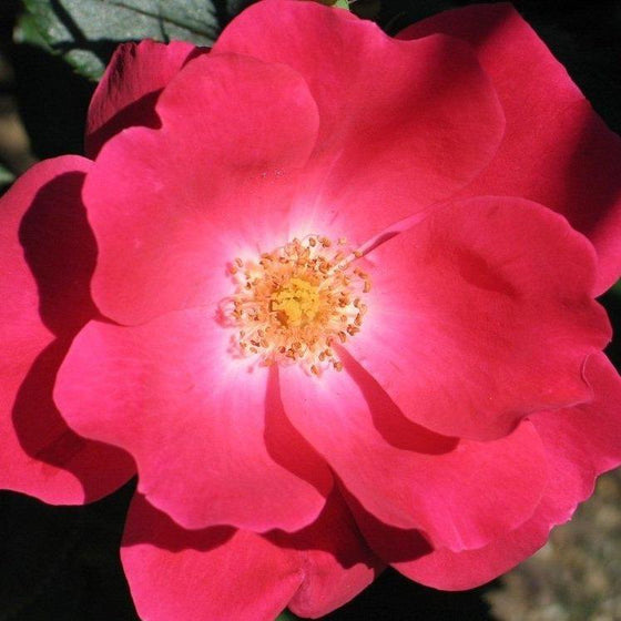 red petals of this knock out rose with lighter centers and orange anthers