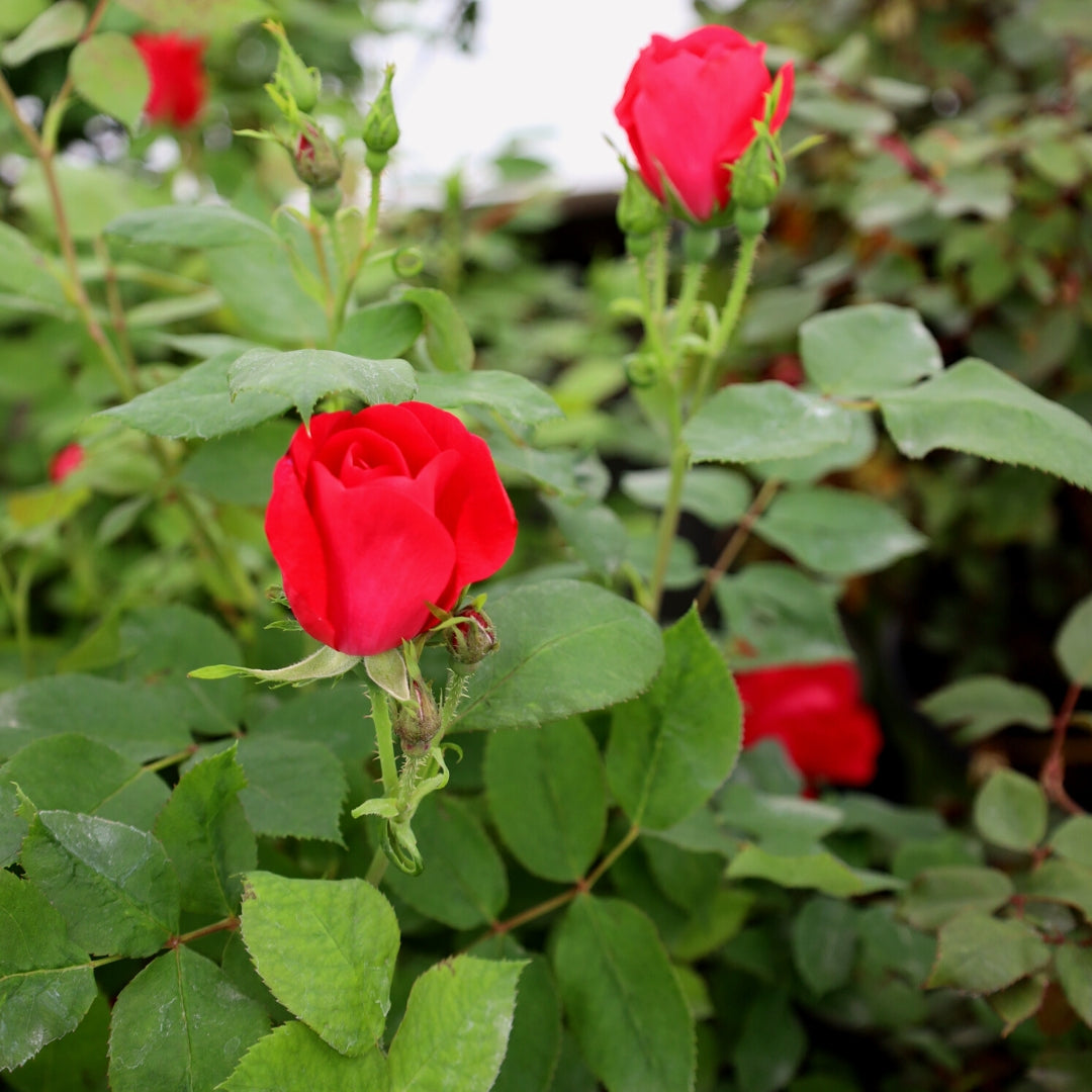 Shrub Rose 'Radrazz' KNOCK OUT, Plant Profile