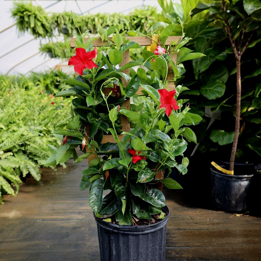 Where To Buy Mandevilla Plants