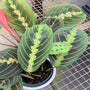 Overhead view of beautiful Red Prayer Plants