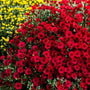 large fall blooming red mum plant