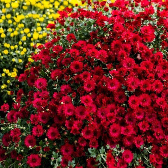 large fall blooming red mum plant