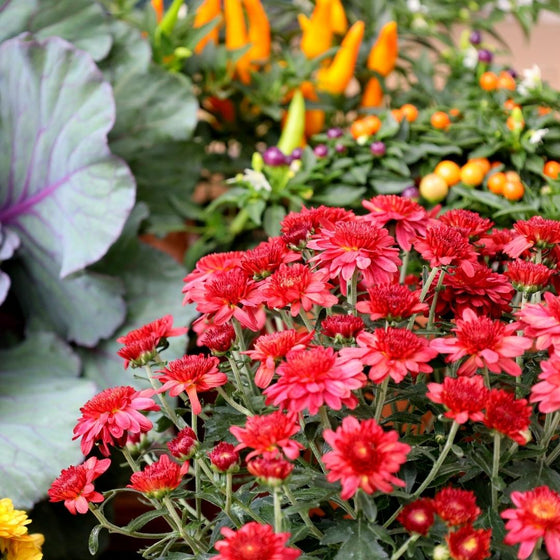 stunning red mums in bloom