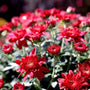 red mums close up
